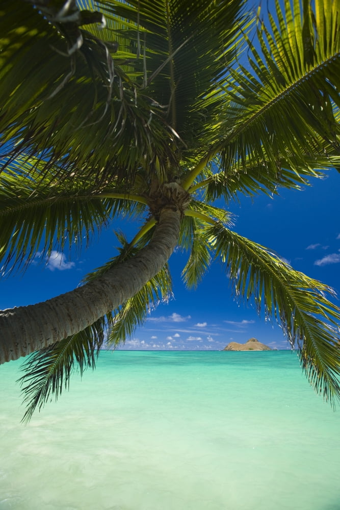 USA Hawaii Oahu Palm tree over Pacific ocean with Mokulua island in background Lanikai Canvas Art - Dana Edmunds  Design Pics (11 x 17)
