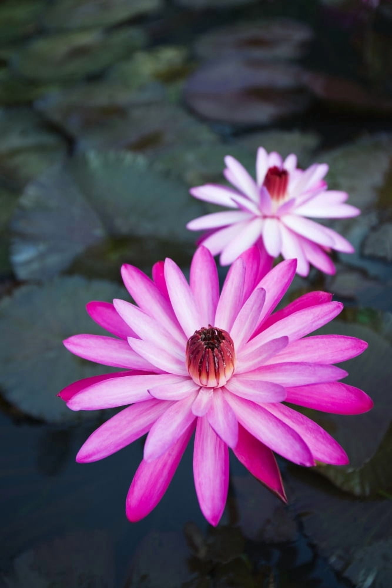 USA Hawaii Oahu Pink Water Lilies at Kualoa Ranch Waikiki Canvas Art - Dana Edmunds  Design Pics (11 x 17)