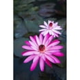 thumbnail image 1 of USA, Hawaii, Oahu, Pink Water Lilies at Kualoa Ranch; Waikiki Poster Print (11 x 17), 1 of 3