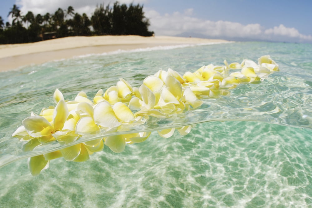 USA Hawaii Oahu Plumeria Lei floating in crystal clear ocean North Shore Canvas Art - Vince Cavataio Design Pics (17 x 11)