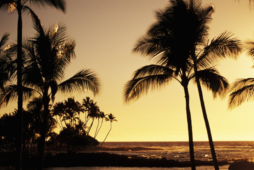 USA Hawaii Ocean and silhouetted palm trees at sunset in Mauna Lani Resort Big Island Canvas Art - Dana Edmunds Design Pics (34 x 22)