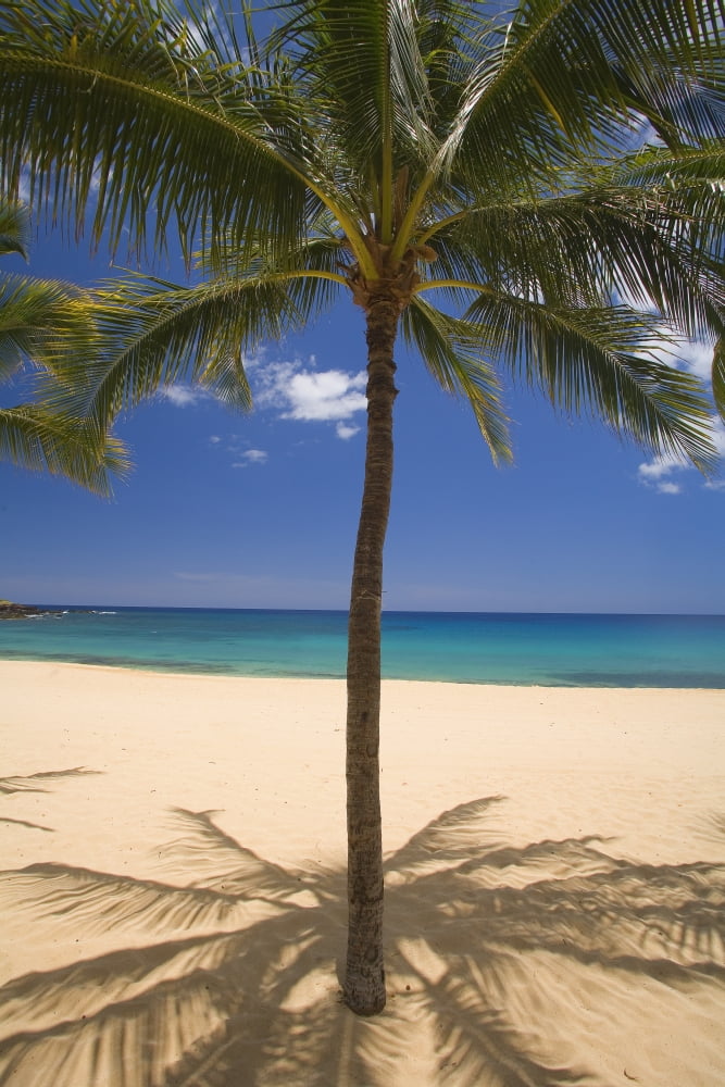 USA Hawaii Ocean in background Lanai View of palm on Hulopoe Beach Canvas Art - Ron Dahlquist Design Pics (24 x 38)