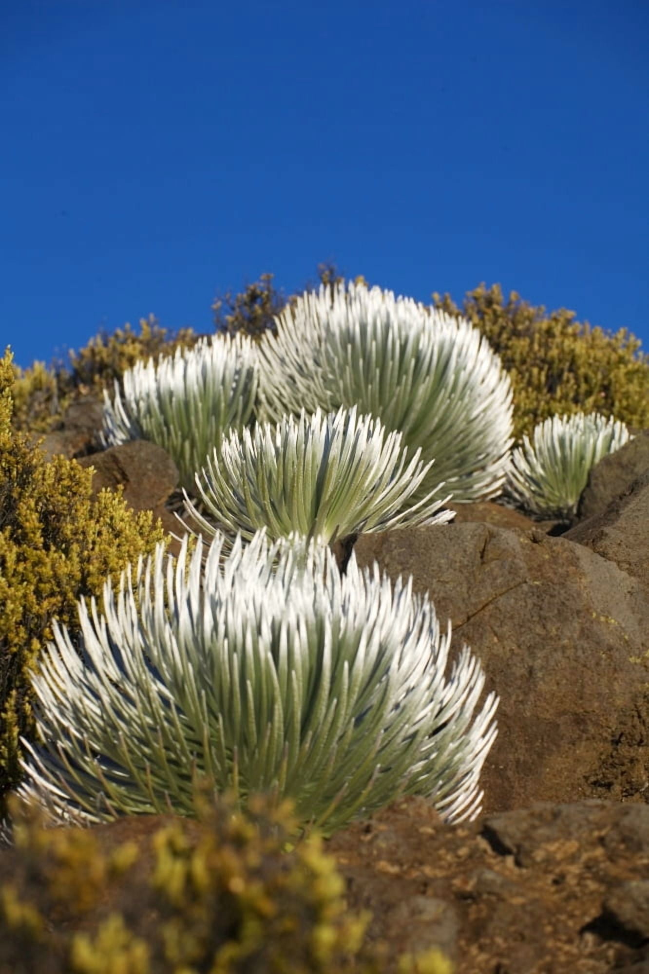 USA Hawaii Young Silversword Plants at Haleakala National Park Maui Canvas Art - Ron Dahlquist Design Pics (22 x 34)