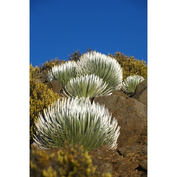 USA Hawaii Young Silversword Plants at Haleakala National Park; Maui Poster Print