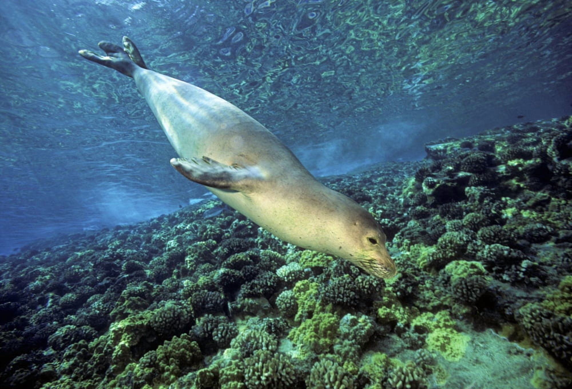 USA Hawaiian Monk Seal (Monachus Schauinslandi) Hawaii Canvas Art - Dave Fleetham Design Pics (17 x 12)