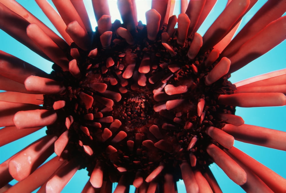 USA (Heterocentrotus Mammillatus) Hawaii Slate Pencil Urchin Canvas Art - Ed Robinson Design Pics (38 x 26)