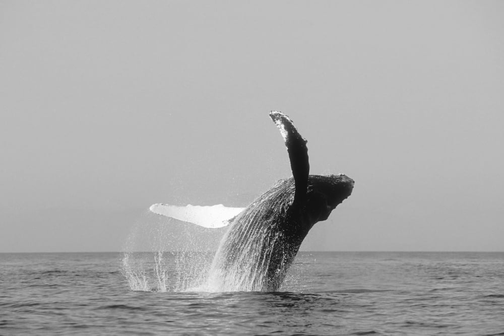 USA Humpback Whale (Megaptera Novaeangliae) Breaching Alaska Canvas Art - John Hyde Design Pics (17 x 11)