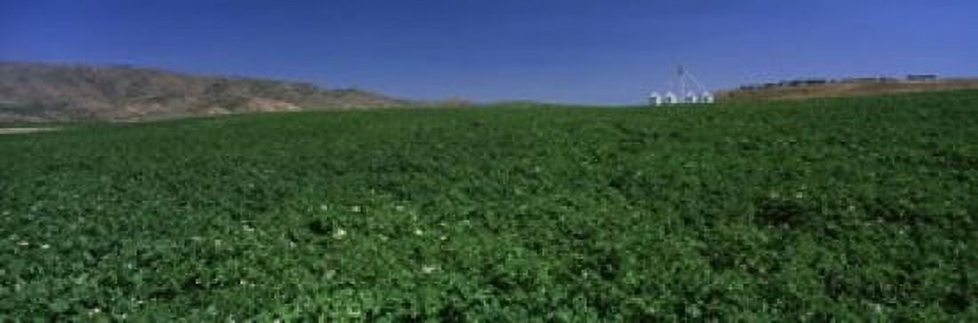 USA Idaho Burley Potato field surrounded by mountains Canvas Art - Panoramic Images (18 x 6)