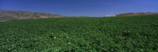USA Idaho Burley Potato field surrounded by mountains Canvas Art - Panoramic Images (36 x 12)