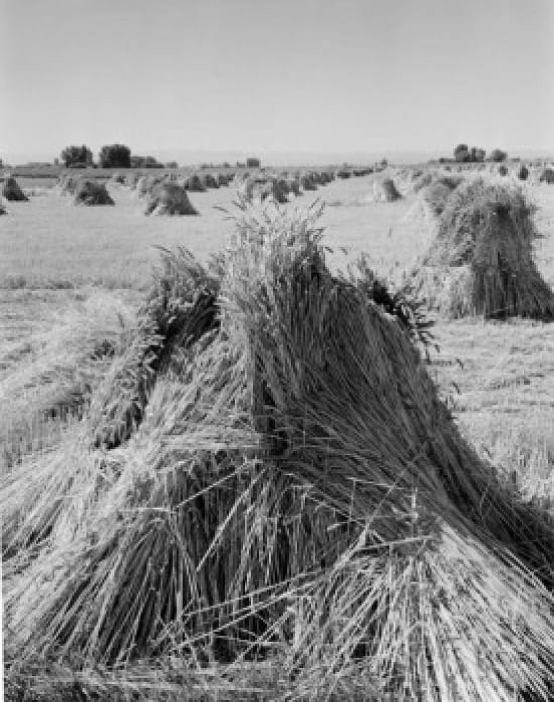 USA Idaho Twin Falls straw bundles in field Canvas Art - (24 x 36)