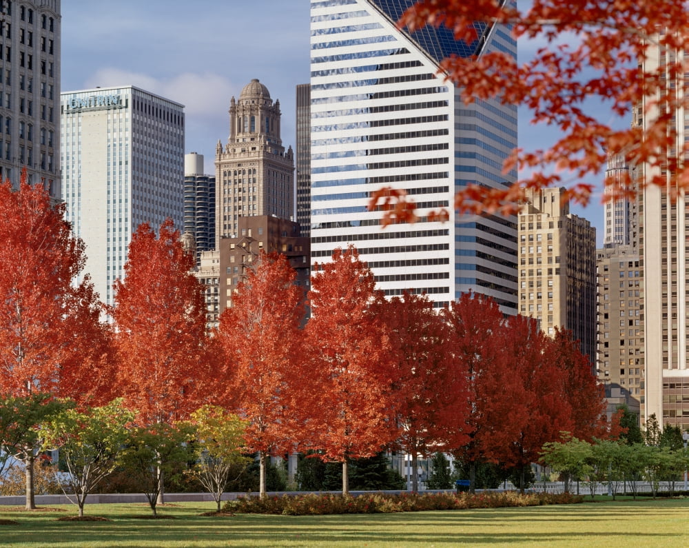 USA Illinois Chicago Millennium Park Trees in a park Autumn Canvas Art - Panoramic Images (9 x 27)
