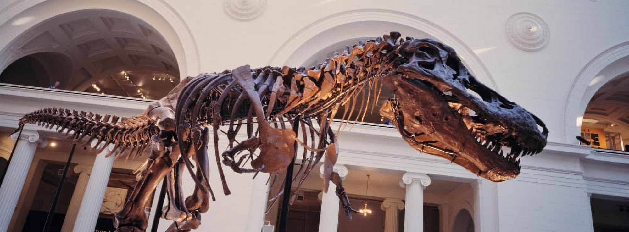 USA Illinois Chicago Stanley Field Hall Low angle view of a Tyrannosaurus Rex skeleton in the Field Museum of Natural History Canvas Art - Panoramic Images (27 x 9)