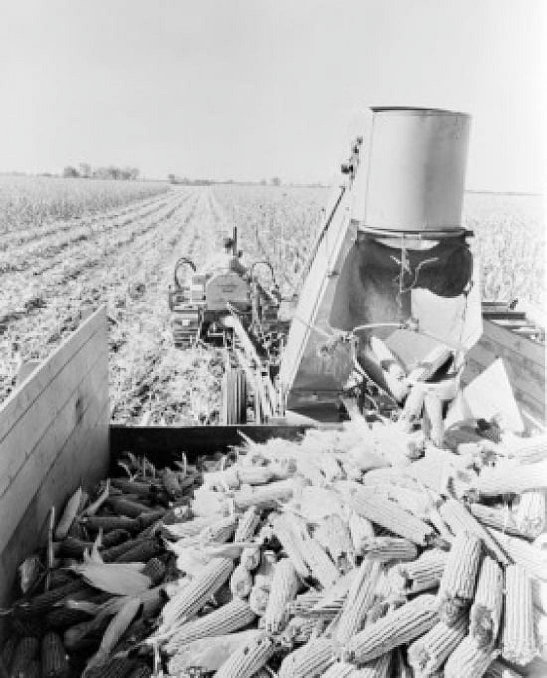 USA Illinois Curran Tractor harvesting corn Canvas Art - (18 x 24)