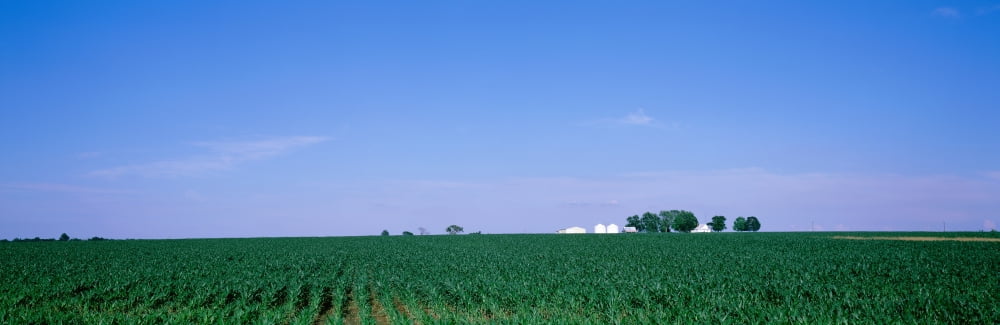 USA Illinois Marion County View of a corn field Canvas Art - Panoramic Images (27 x 9)