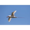 thumbnail image 1 of USA Kauai Kilauea Point National Wildlife Refuge. Red-tailed tropicbird flying. Poster Print by Jaynes Gallery, 1 of 3