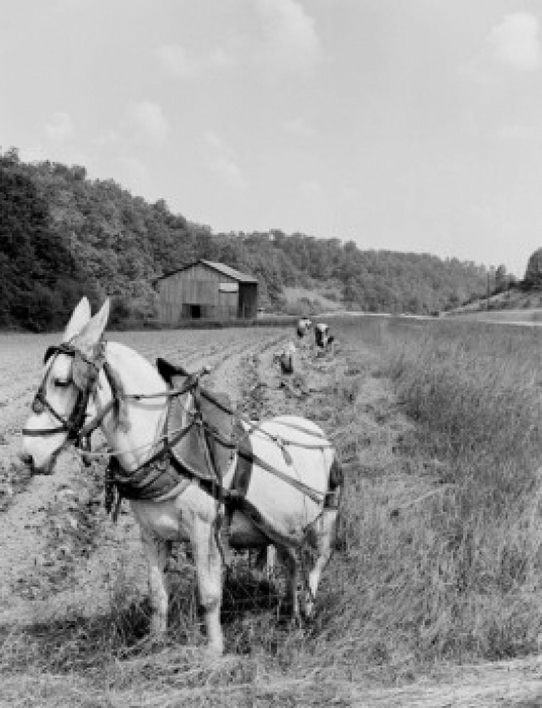USA Kentucky Jackson tobacco planting Canvas Art - (24 x 36)