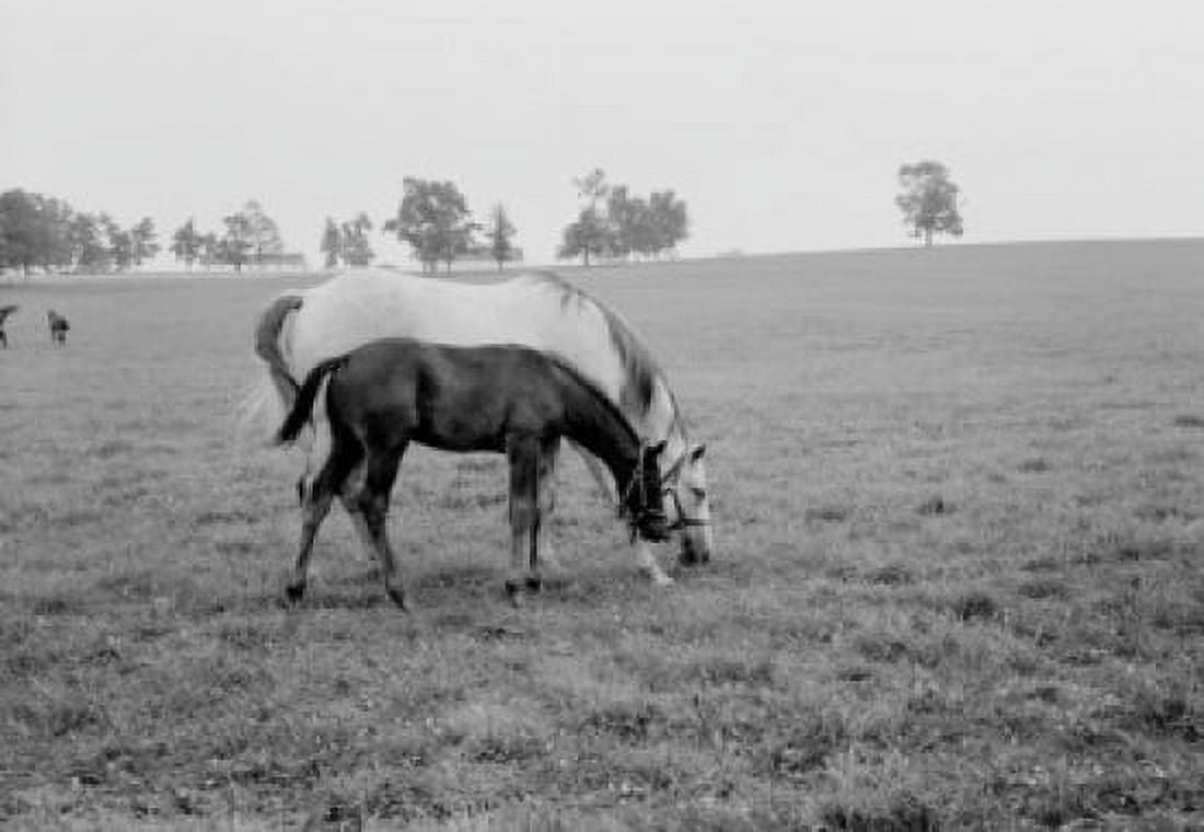 USA Kentucky horses grazing in field Canvas Art - (18 x 24)