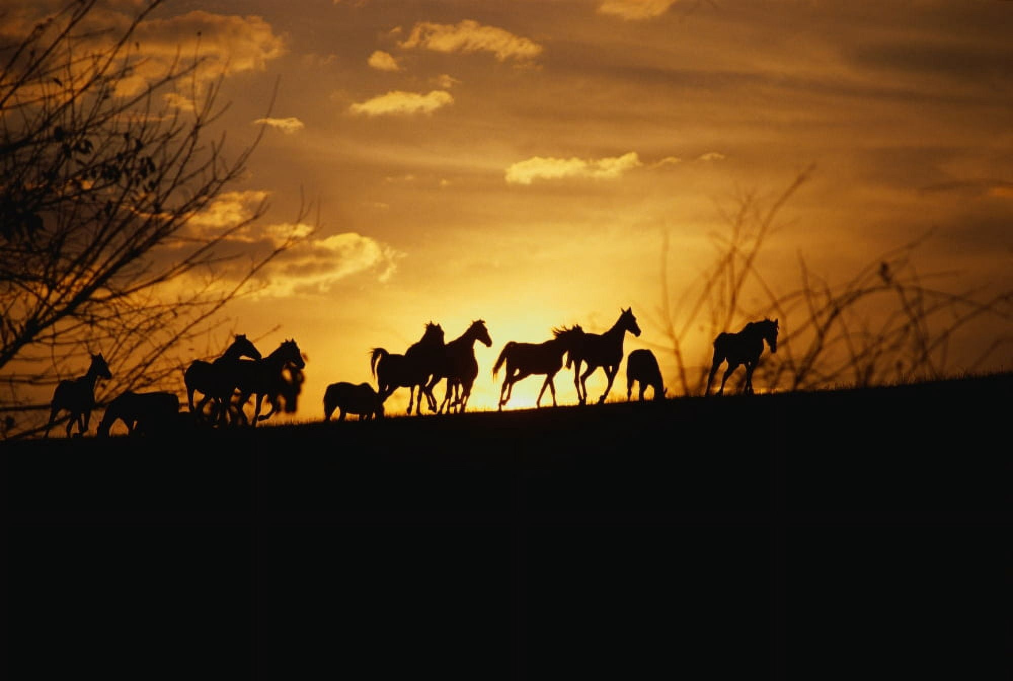 USA Kentucky horses running sunset Canvas Art - Panoramic Images (36 x 12)