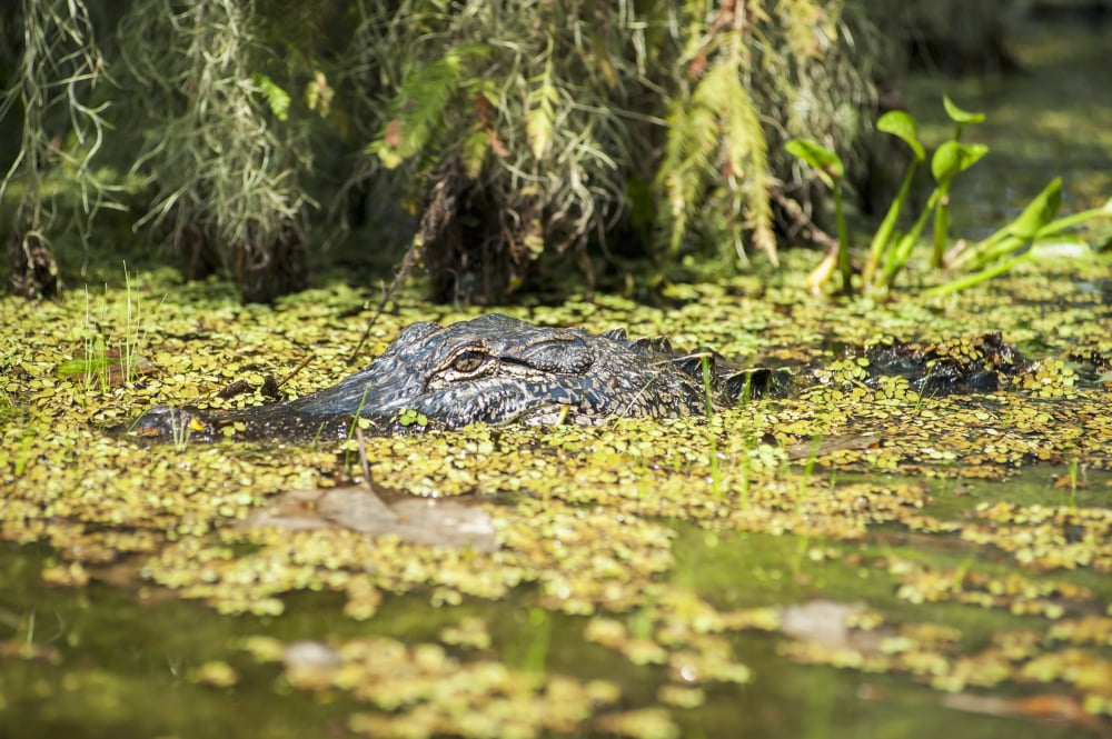 USA Louisiana Alligator in swamps Breaux Bridge Canvas Art - Dosfotos Design Pics (38 x 24)