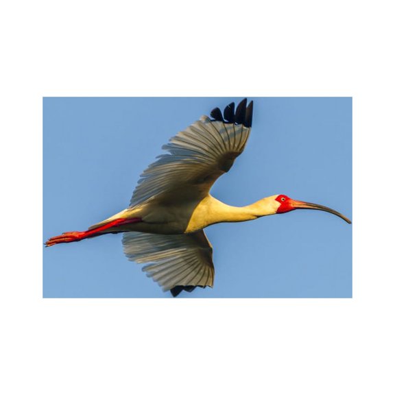 USA, Louisiana, Evangeline Parish. White ibis in flight. Poster Print by Jaynes Gallery (24 x 36)