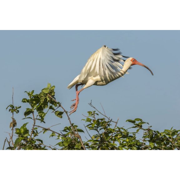USA, Louisiana, Evangeline Parish. White ibis on branch. Poster Print by Jaynes Gallery (24 x 36)