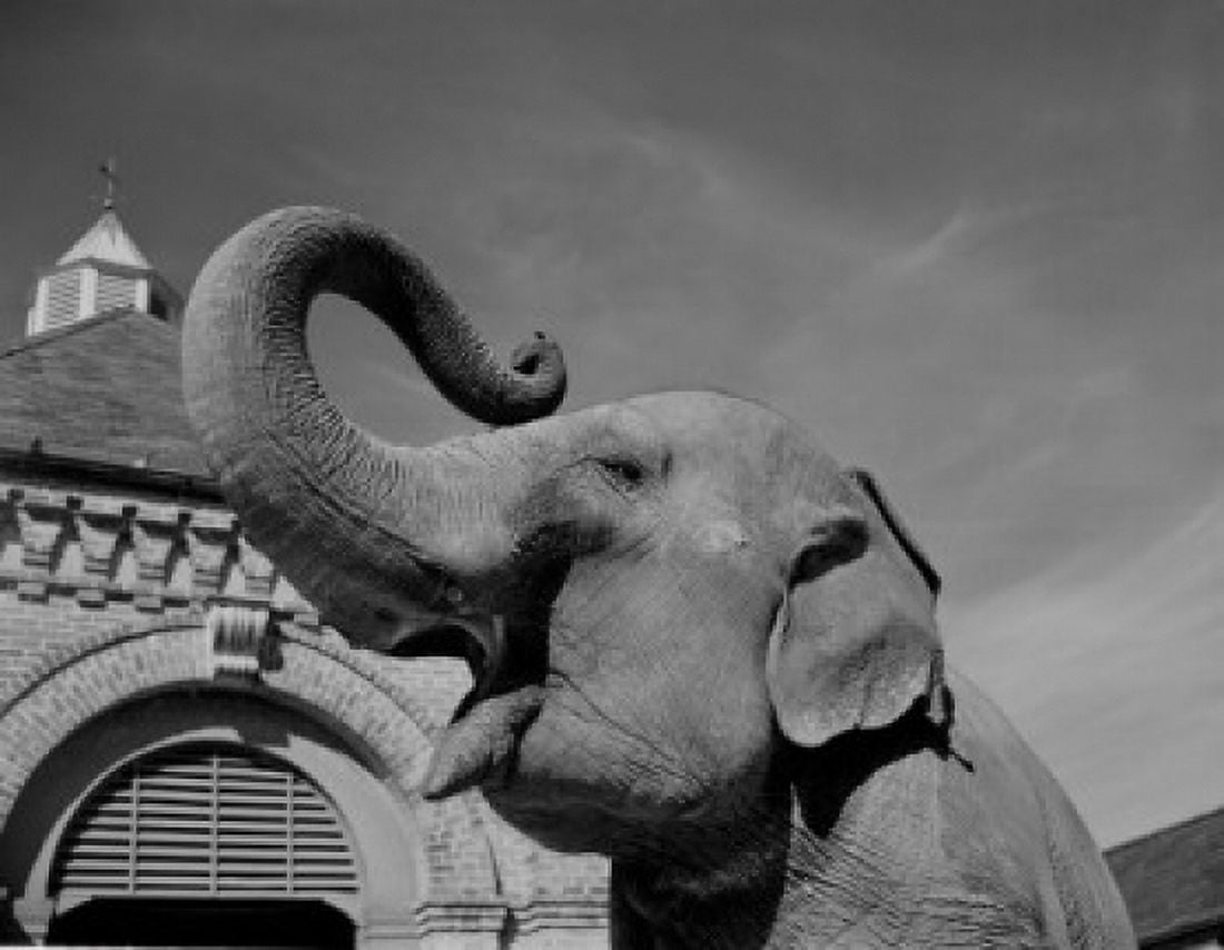 USA Louisiana New Orleans Elephant in zoo Canvas Art - (18 x 24)