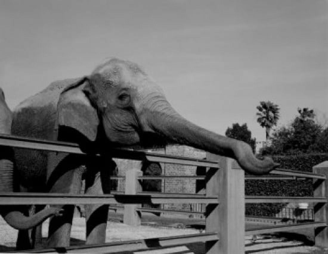 USA Louisiana New Orleans Elephants in zoo Canvas Art - (18 x 24)