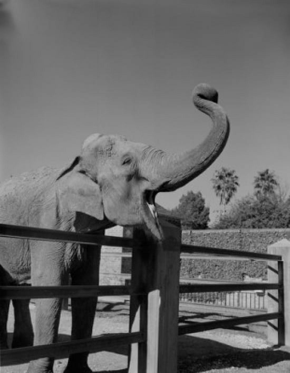 USA Louisiana New Orleans Elephantvat Audoban Park Zoo Canvas Art - (24 x 36)