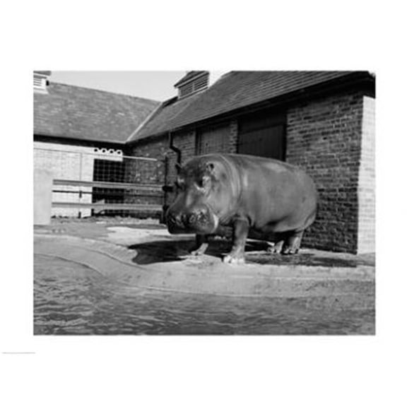 USA Louisiana New Orleans Hippopotamus in Zoo - Poster Print - 24 x 18