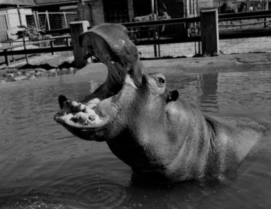 USA Louisiana New Orleans Hippopotamus in zoo Canvas Art - (18 x 24)