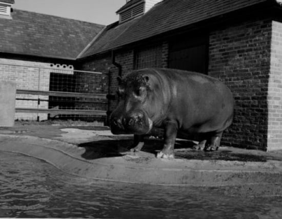 USA Louisiana New Orleans Hippopotamus in zoo Canvas Art - (18 x 24)