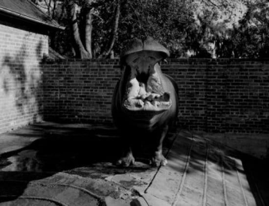 USA Louisiana New Orleans Hippopotamus in zoo yawning Canvas Art - (18 x 24)