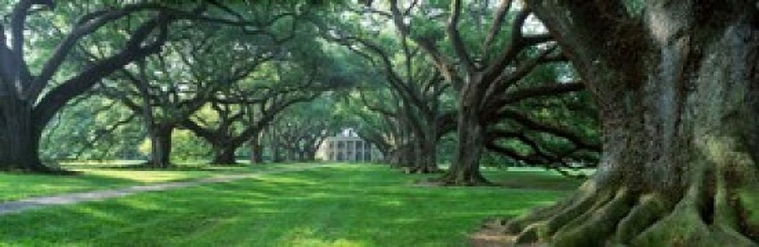 USA Louisiana New Orleans Oak Alley Plantation plantation home through alley of oak trees Canvas Art - Panoramic Images (18 x 6)