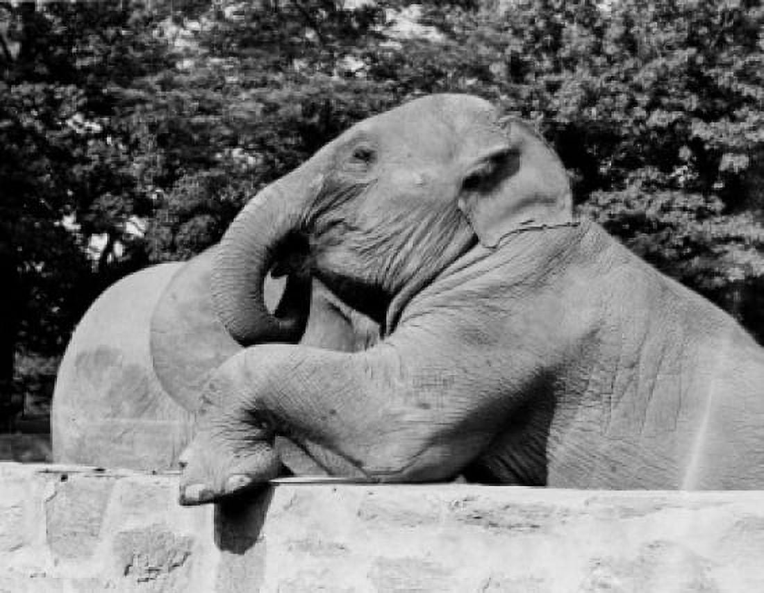 USA Louisiana New Orleans Pair of elephants in Audoban Park Zoo Canvas Art - (24 x 36)