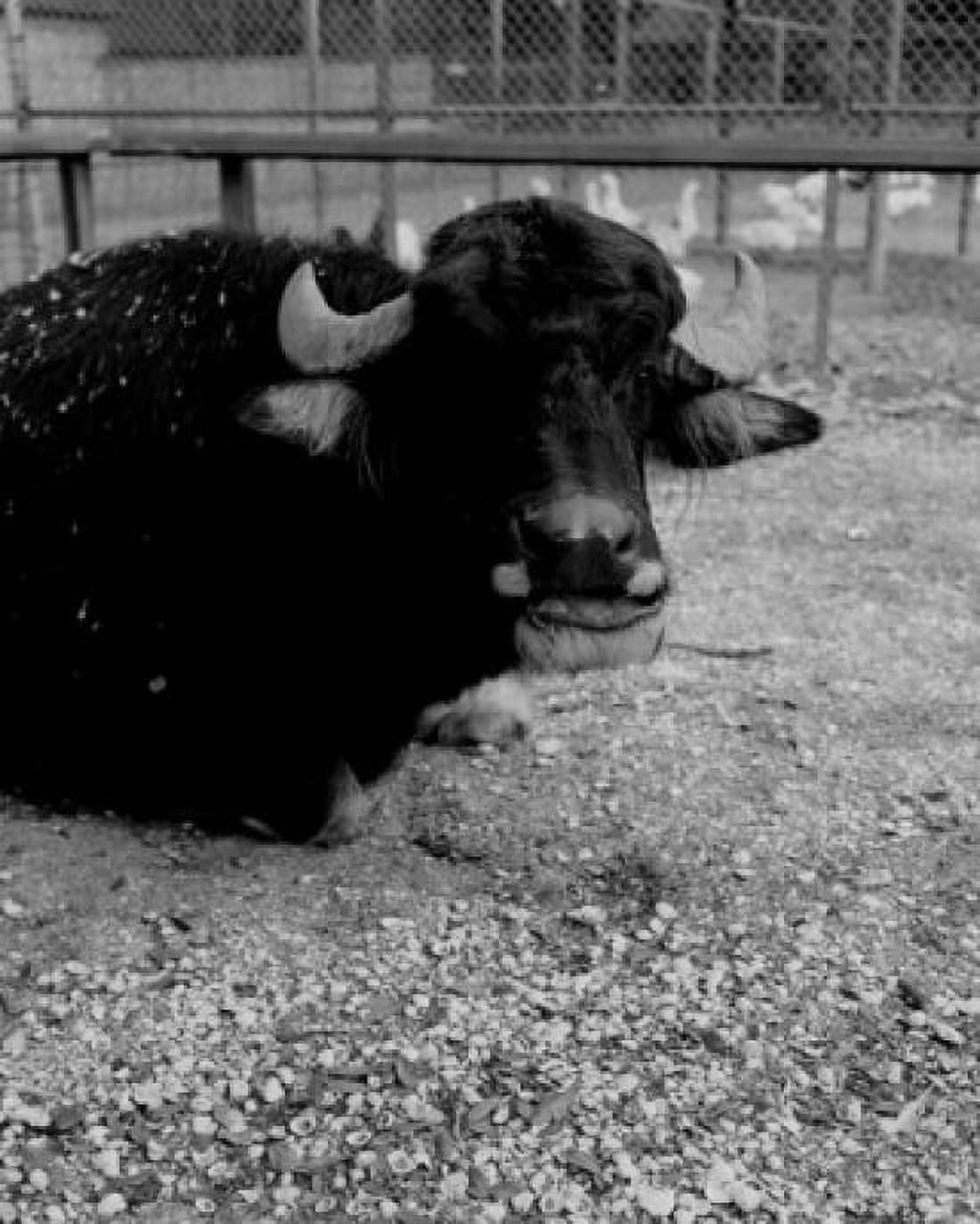 USA Louisiana New Orleans Water Buffalo in Zoo Canvas Art - (18 x 24)