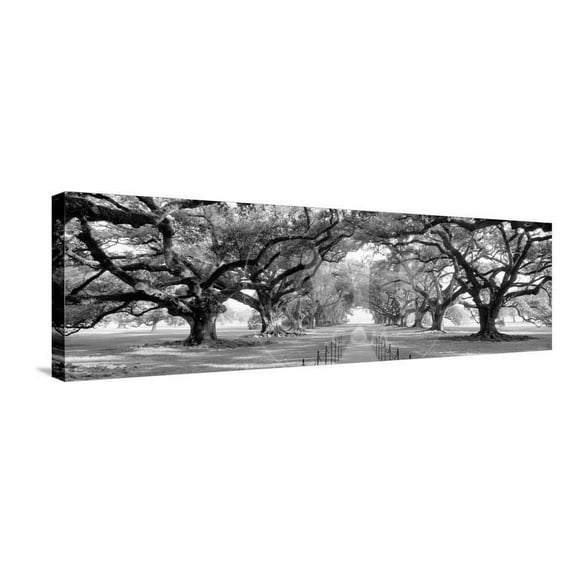USA, Louisiana, New Orleans, brick path through alley of oak trees, Scenic Stretched Canvas Wall Art Sold by Art.Com