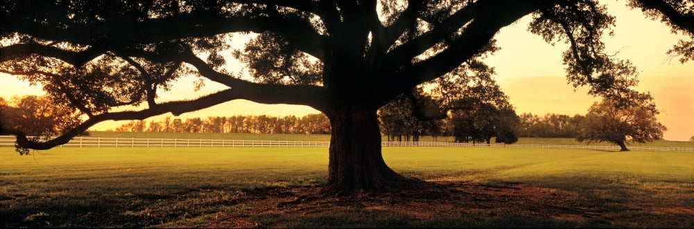 USA Louisiana Oak Tree at Sunset Canvas Art - Panoramic Images (36 x 12)