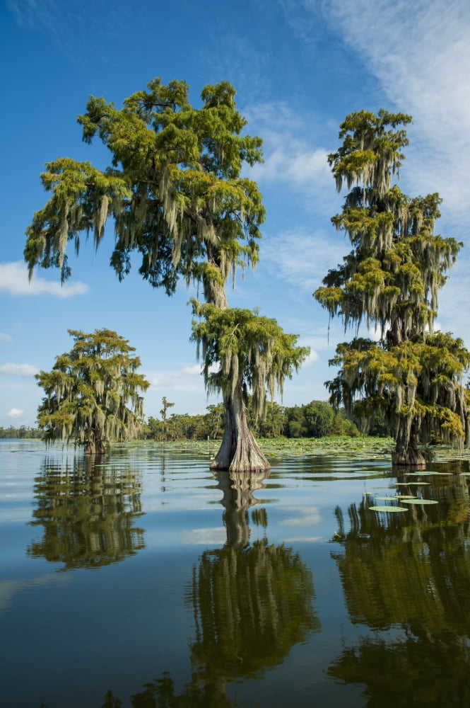 USA Louisiana Swamp landscape Breaux Bridge Canvas Art - Dosfotos Design Pics (12 x 19)
