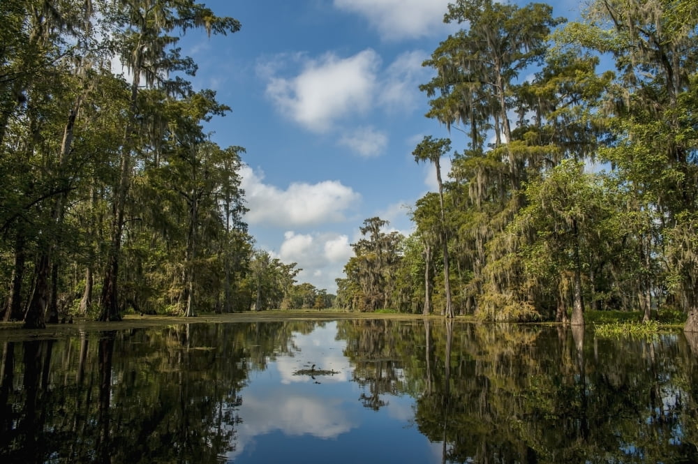 USA Louisiana Swamp landscape Breaux Bridge Canvas Art - Dosfotos Design Pics (19 x 12)