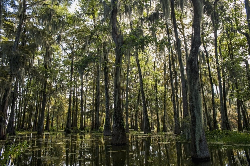 USA Louisiana Swamp landscape Breaux Bridge Canvas Art - Dosfotos Design Pics (38 x 24)