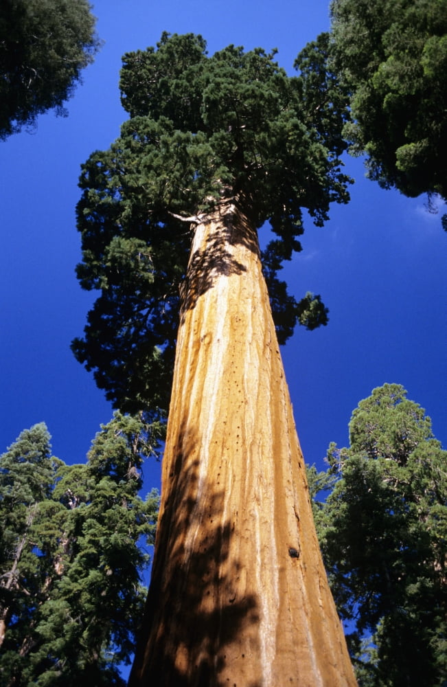 USA Low angle view of tall trees at Sequoia National Park California Canvas Art - Michael Howell Design Pics (22 x 34)