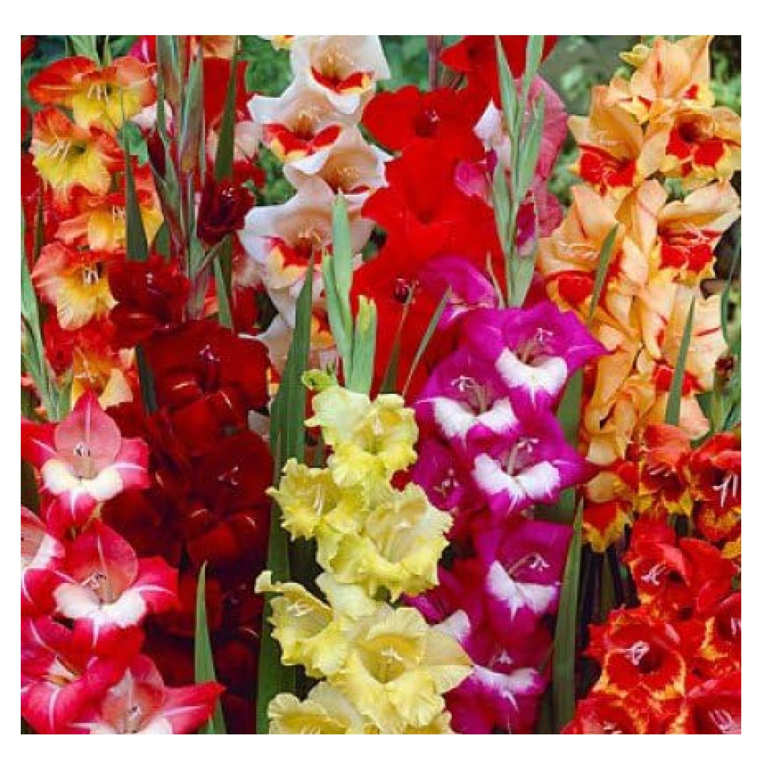 USA Made and Shipped from, Large Bulbs (5) , New, Large Flowering Mixed