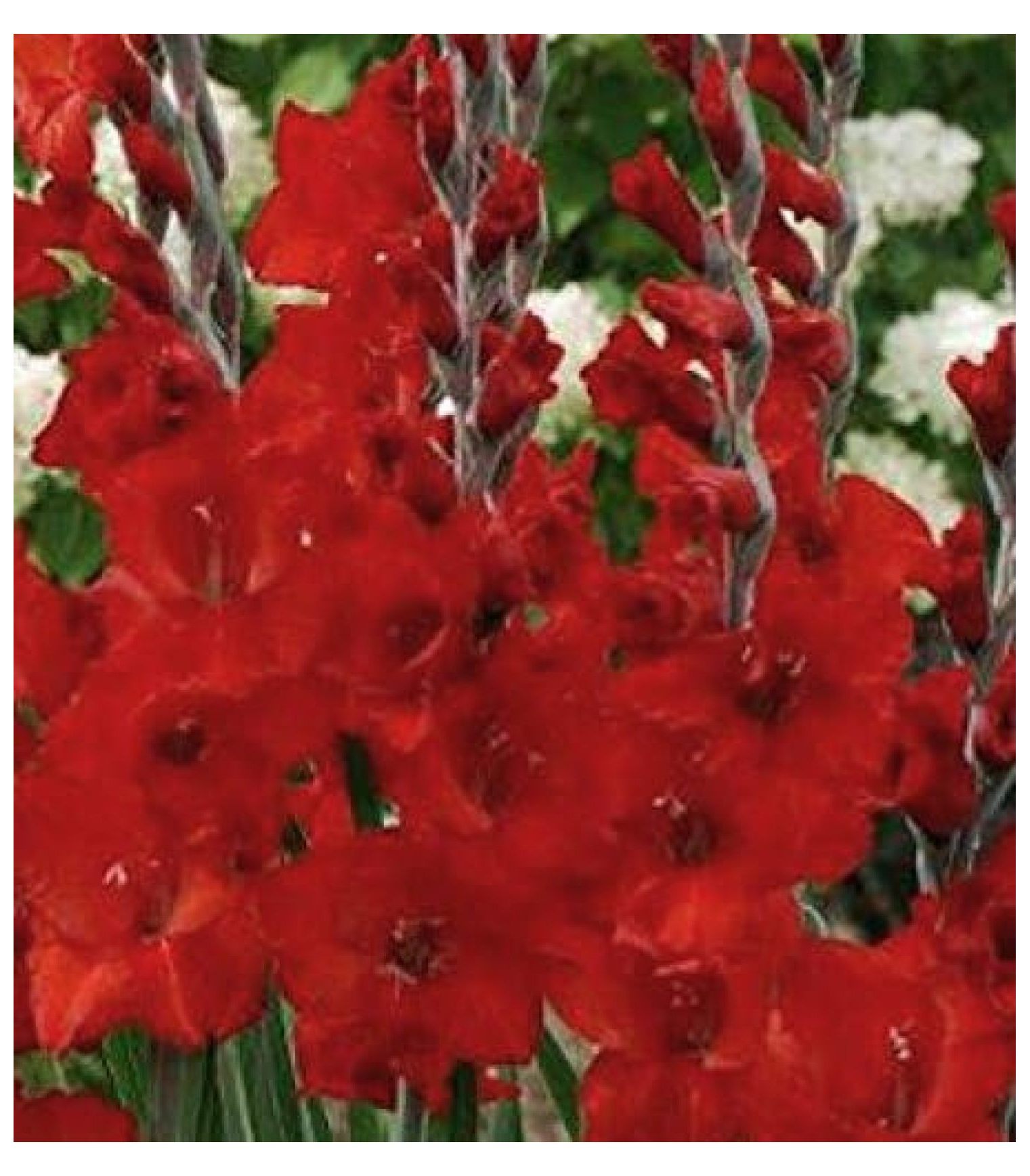 USA Made and Shipped from, Bulbs (10) , New, Red Flowering Gladiolus Bulbs, Plants, Flowers