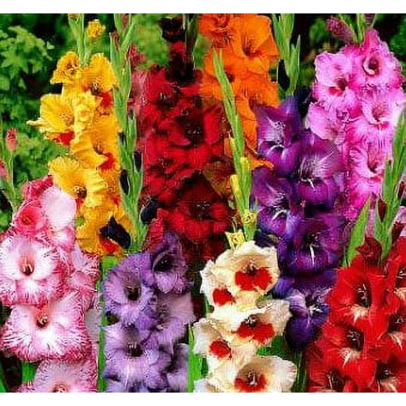 USA Made and Shipped from, Large Bulbs, (10) Attractive Flowers, Gladiolus, Border Growing Mix,Gladioli Bulbs, Plants, Perennial Root