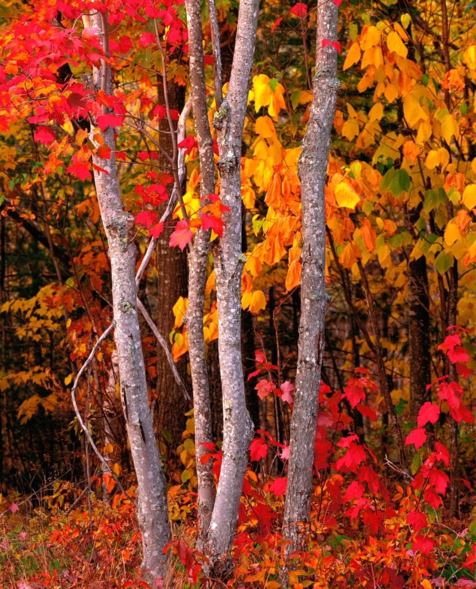 USA Maine Autumn maple trees Canvas Art - Panoramic Images (28 x 22)