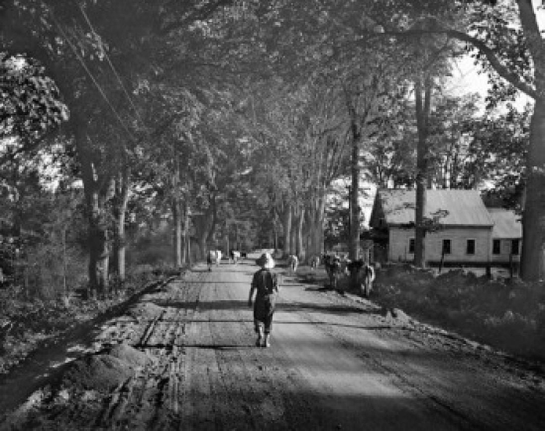 USA Maine Fryeburg Farmer with cows on road Canvas Art - (24 x 36)