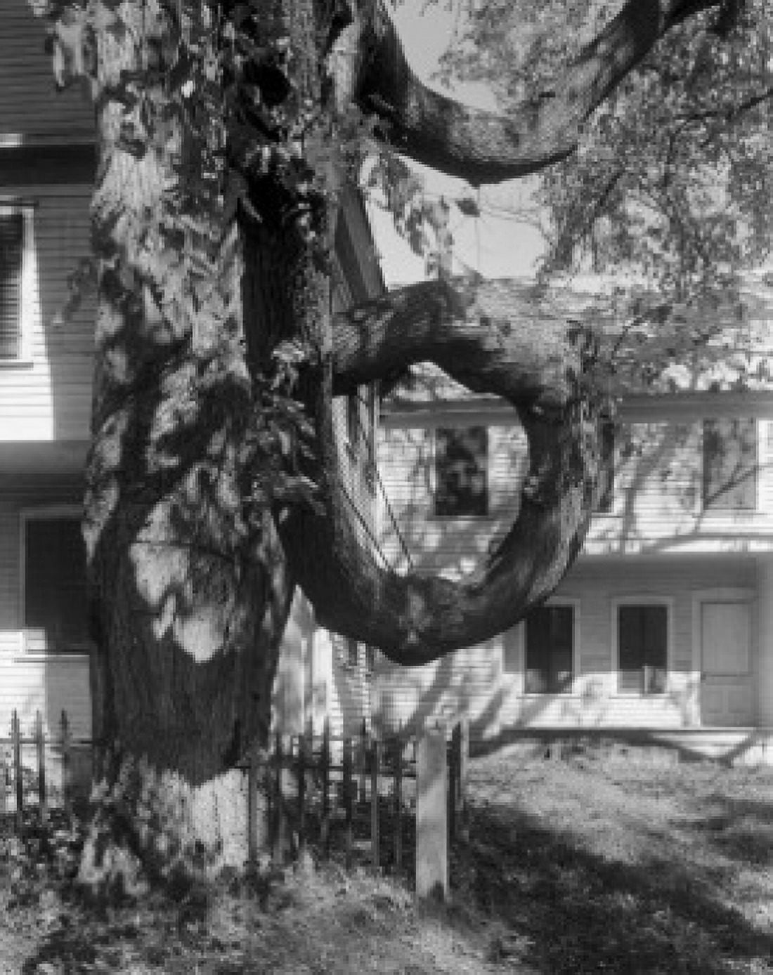 USA Maine Fryeburg The Doughnut Tree Canvas Art - (18 x 24)