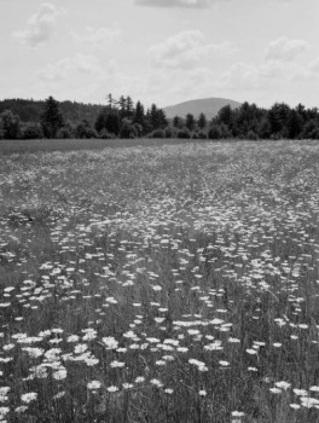 USA Maine Locks Mills daisy field Canvas Art - (24 x 36)