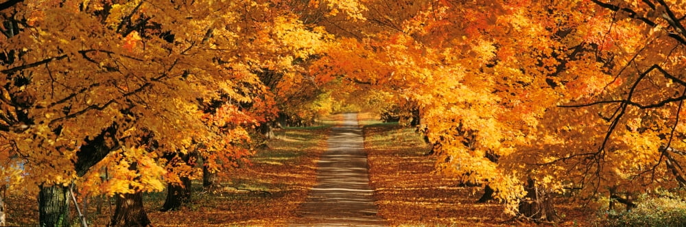 USA Maryland Baltimore County View of a tree lined empty road Canvas Art - Panoramic Images (36 x 12)