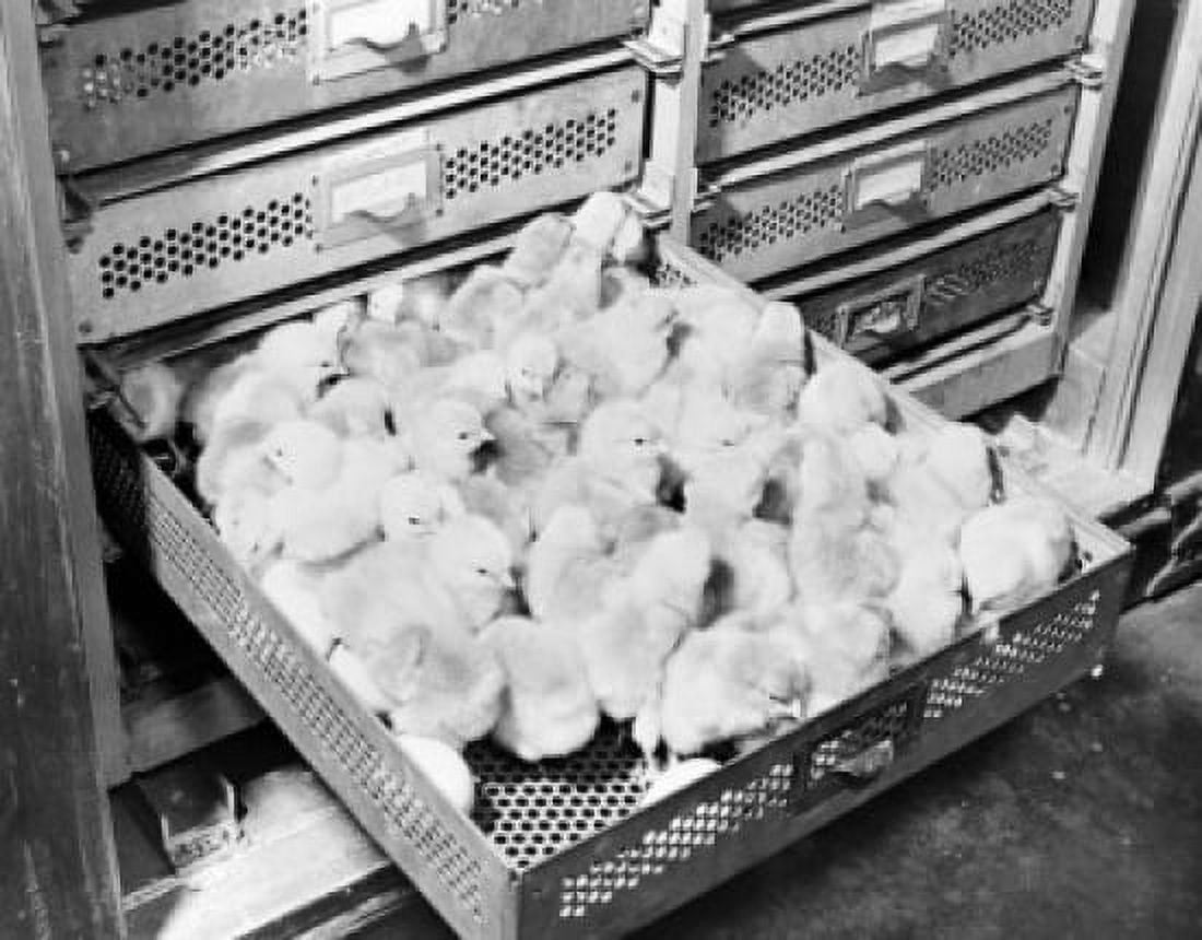USA Maryland Pokomake City Chicks in hatchery Canvas Art - (18 x 24)